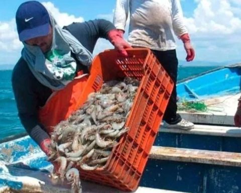 They warn about a break in the production cycle in shrimp farms in Zulia