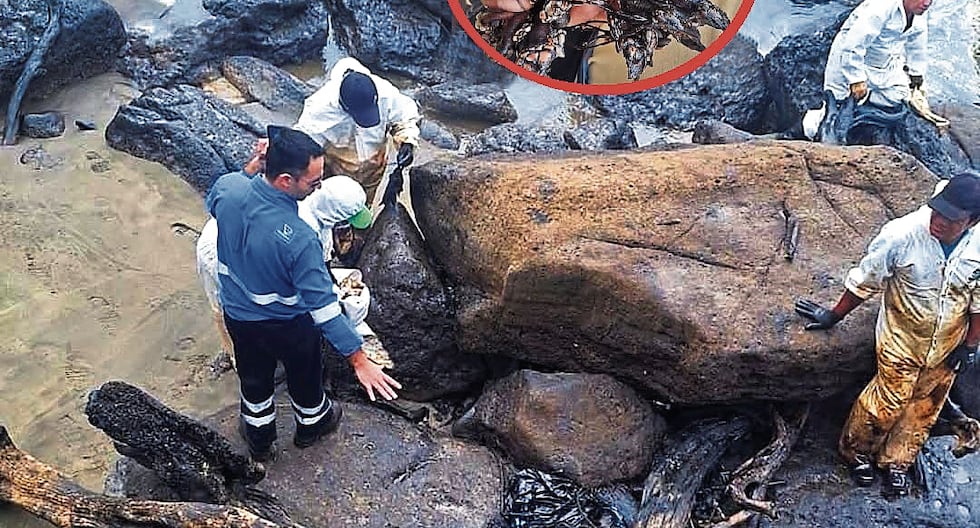 Vice Minister of Fisheries and Aquaculture supervises cleaning on beaches affected by oil spill