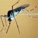 Alert in neighborhoods of Soledad (Atlántico) due to increase in dengue cases