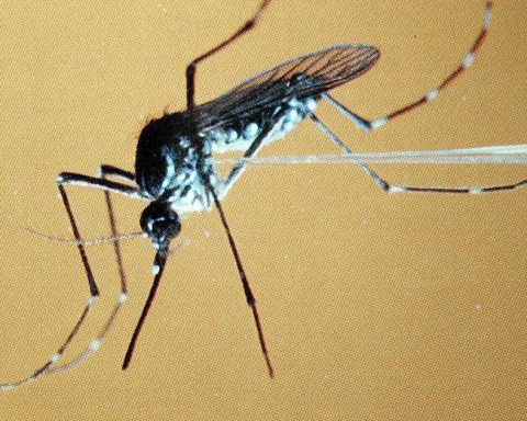 Alert in neighborhoods of Soledad (Atlántico) due to increase in dengue cases