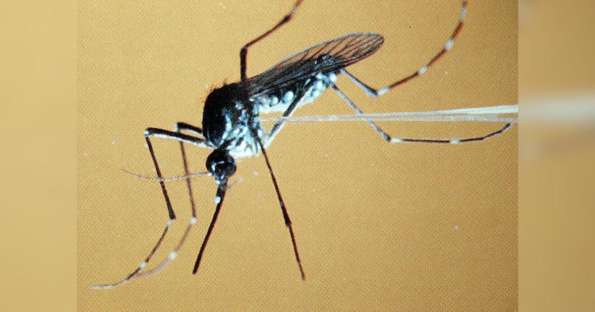 Alert in neighborhoods of Soledad (Atlántico) due to increase in dengue cases