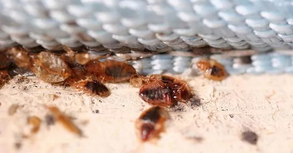 Bedbugs, the plague that keeps residents of Sancti Spíritus from sleeping