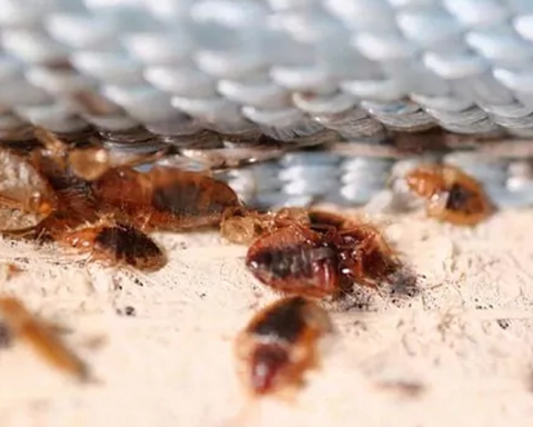 Bedbugs, the plague that keeps residents of Sancti Spíritus from sleeping