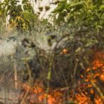 Brazil has 1 million fire outbreaks registered in 5 years