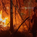 Brazil records a 79% increase in burned areas in 2024