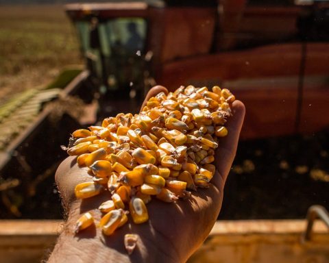 Brazilian crop production fell 7.2% in 2024, IBGE estimates