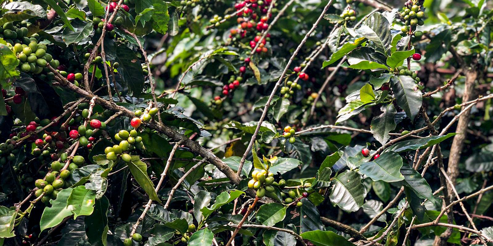 CONAB estimates production of 51.8 million bags of coffee this year