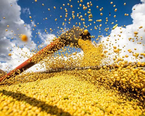 China suspends purchase of soybeans from 5 Brazilian exporters