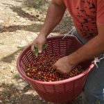 Costa Rica reports losses in the coffee sector due to lack of Nicaraguan labor