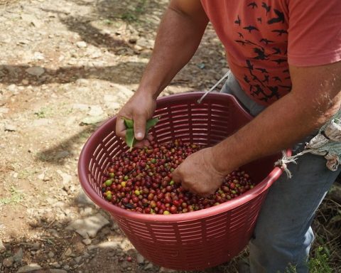 Costa Rica reports losses in the coffee sector due to lack of Nicaraguan labor