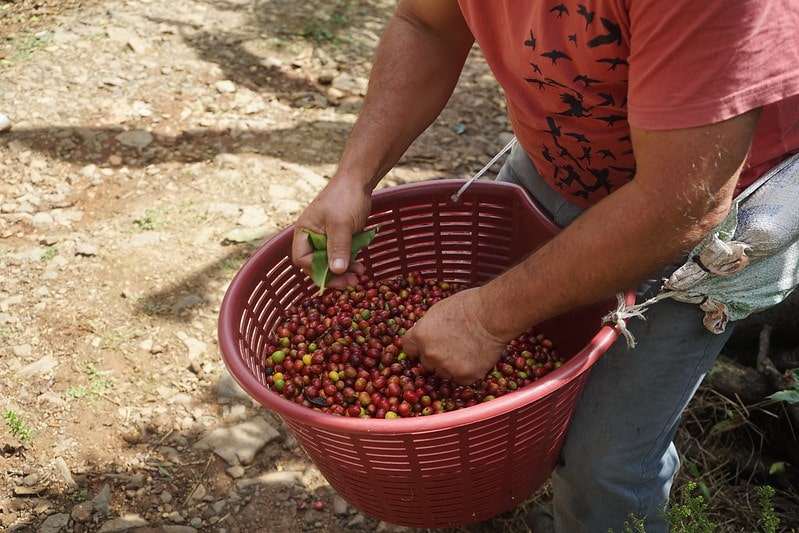 Costa Rica reports losses in the coffee sector due to lack of Nicaraguan labor