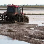 Siembra de arroz en Pinar del Río