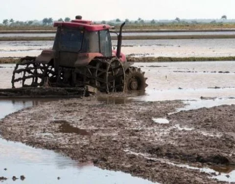 Siembra de arroz en Pinar del Río