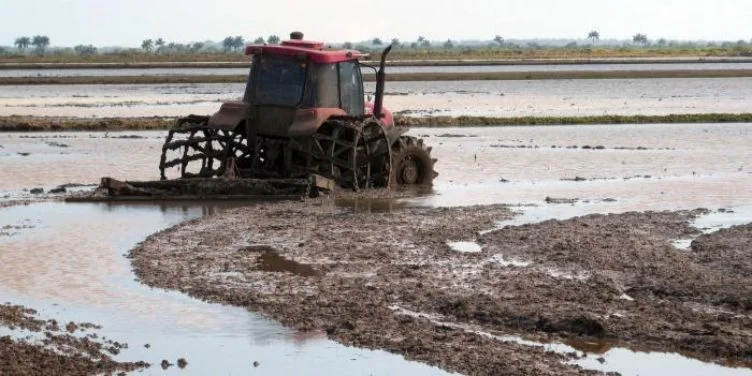 Siembra de arroz en Pinar del Río