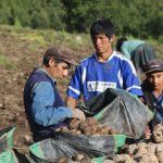 Director of Agriculture of Junín: “Rains are a double-edged sword for planting”