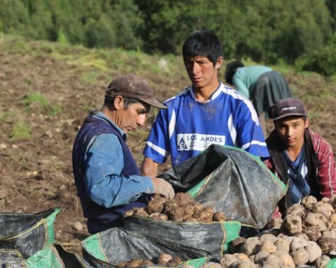 Director of Agriculture of Junín: “Rains are a double-edged sword for planting”