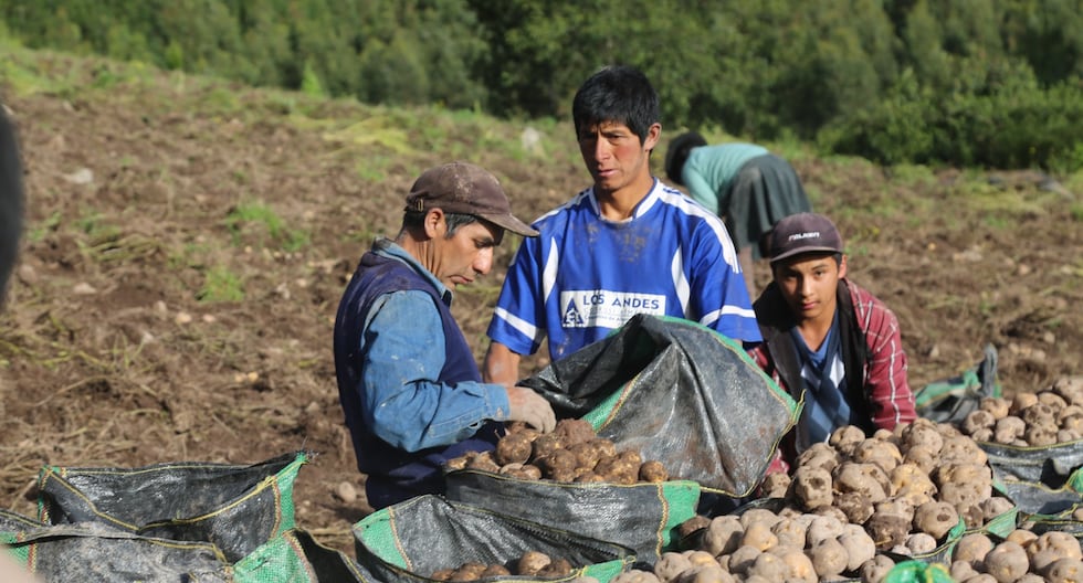 Director of Agriculture of Junín: “Rains are a double-edged sword for planting”