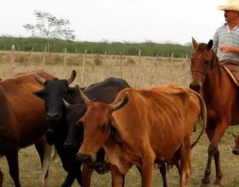 Cows in a field of Cuba, Agriculture, Agricultural Ruine