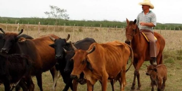 Cows in a field of Cuba, Agriculture, Agricultural Ruine