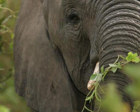 Elephant kills tourist in South Africa