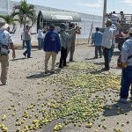 Farmers throw 20 tons of lemon for the low price in Piura