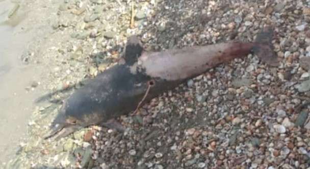 Forensic team deployed to investigate death of dolphins in Carúpano