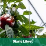 Greenhouse crops in the DR reach 22 million pounds per month