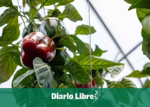 Greenhouse crops in the DR reach 22 million pounds per month