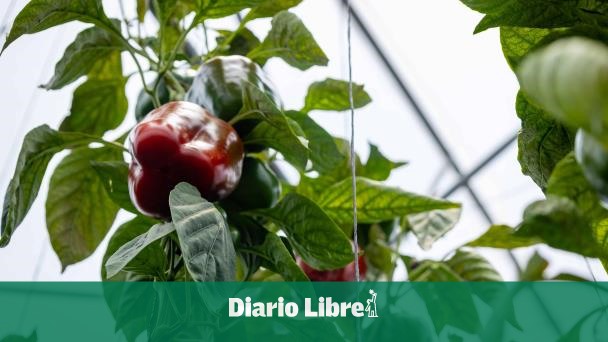 Greenhouse crops in the DR reach 22 million pounds per month