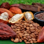 Cacao