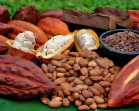 Cacao