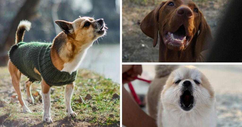 How to control a dog not to bark people and other animals in the street