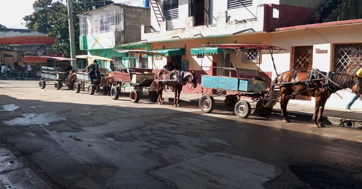 In the absence of buses and fuel, horse-drawn carriages guarantee transportation in Cienfuegos