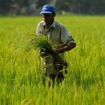 Inversión en agricultura es solo el 13 % presupuesto