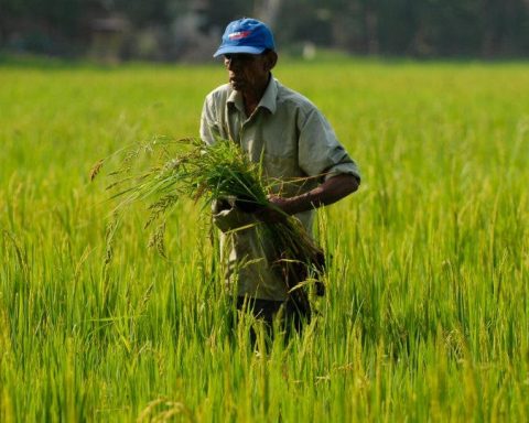 Inversión en agricultura es solo el 13 % presupuesto