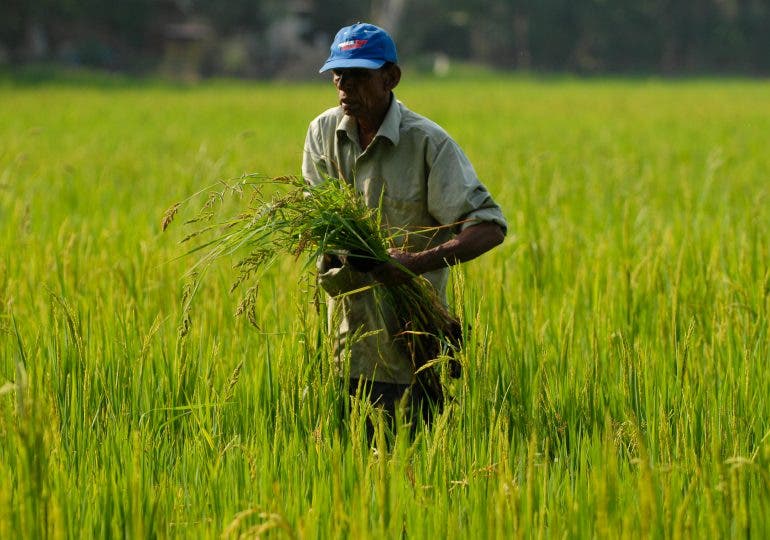 Inversión en agricultura es solo el 13 % presupuesto