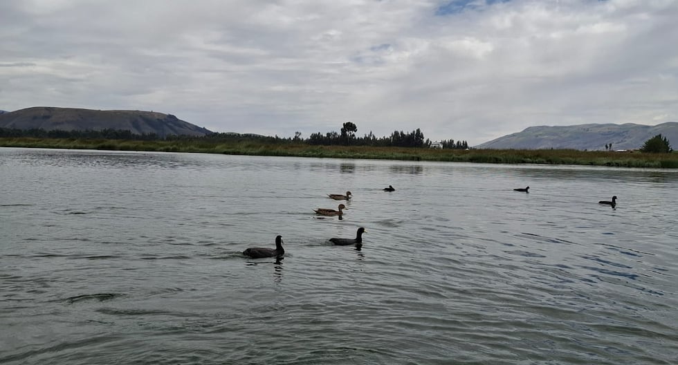 Jauja: After the bully, tourists will visit the Paca lagoon