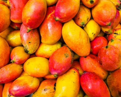 Know the keys to the mango crisis in Peru