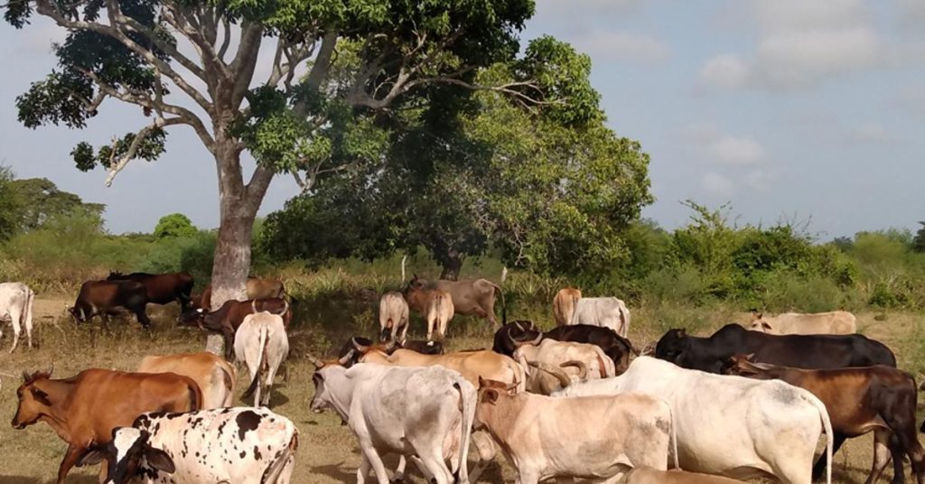 Livestock theft reaches dizzying levels in the province of Las Tunas