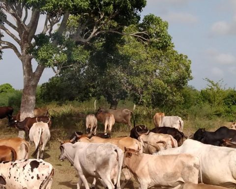 Livestock theft reaches dizzying levels in the province of Las Tunas