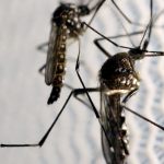 Mass vaccination against dengue will not occur in 2025