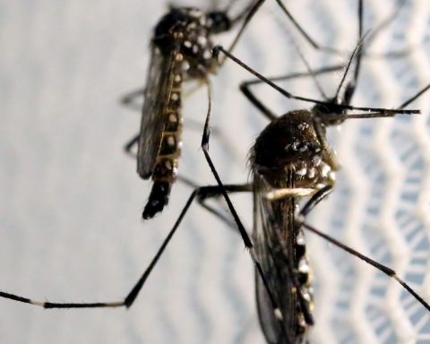 Mass vaccination against dengue will not occur in 2025