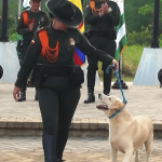 Nex, the anti -explosive hero dog that protected Caquetá retired after years of service