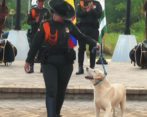 Nex, the anti -explosive hero dog that protected Caquetá retired after years of service