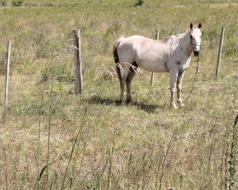 Owners of horses tied due to high temperatures are notified