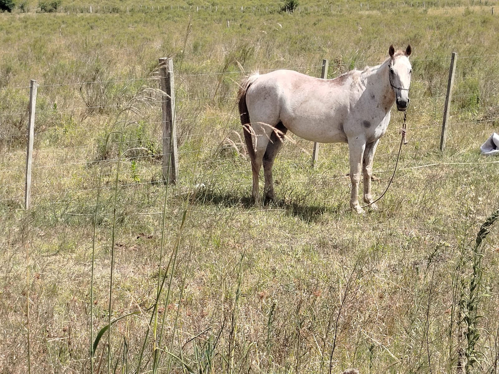 Owners of horses tied due to high temperatures are notified