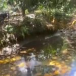 Prosecutor investigates palm oil spill in Ucayali