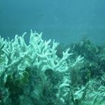 Report indicates intense coral mortality in the Northeast in 2024