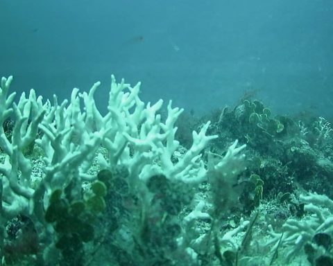 Report indicates intense coral mortality in the Northeast in 2024