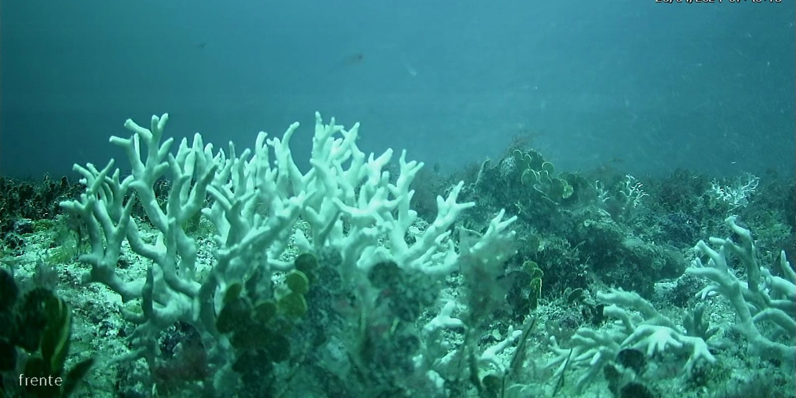 Report indicates intense coral mortality in the Northeast in 2024